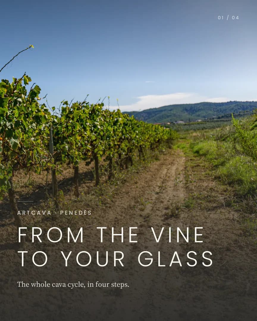 Rows of green vines beside an earth track, with hills and blue sky behind.