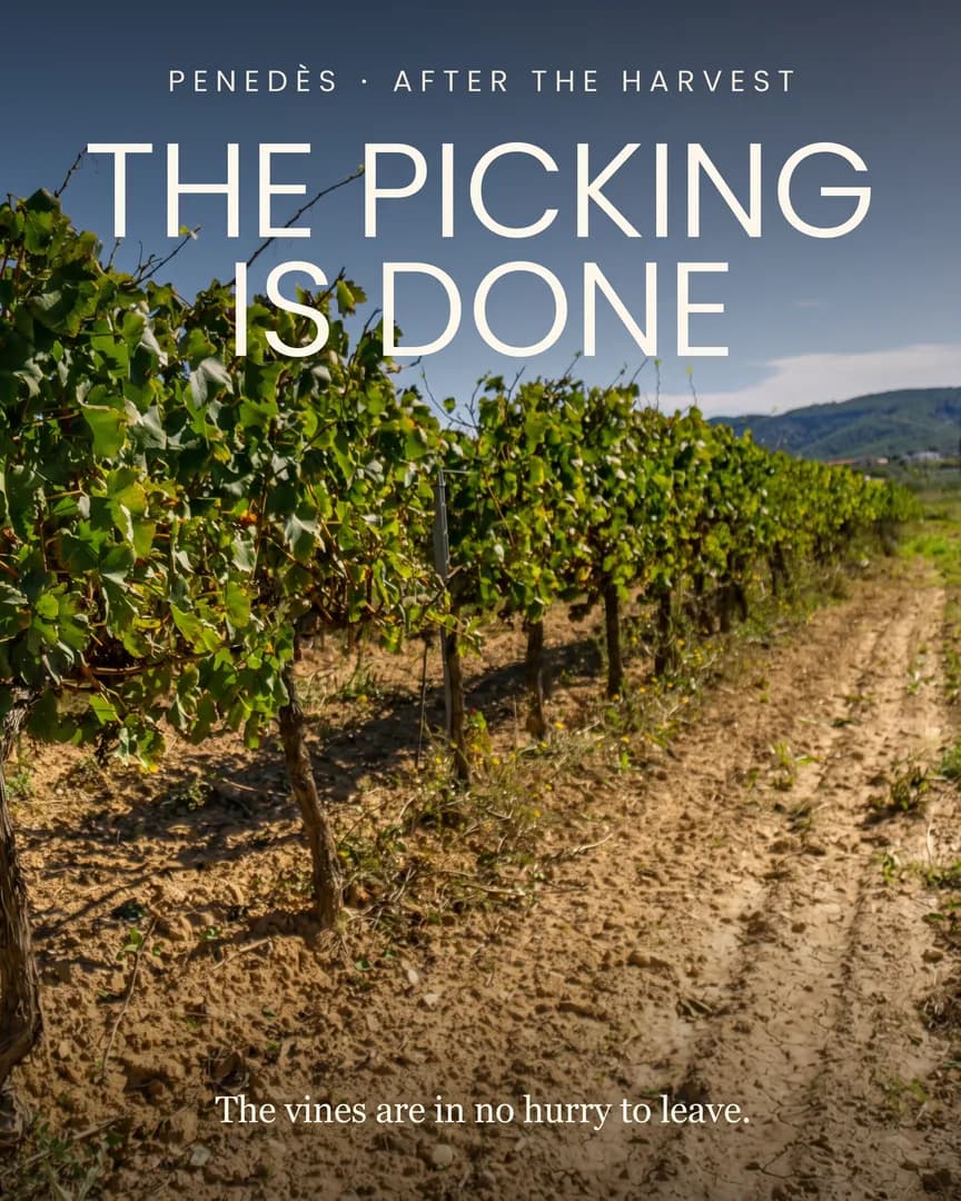 A vineyard row after harvest, leaves on the vines and bare earth, with hills behind.