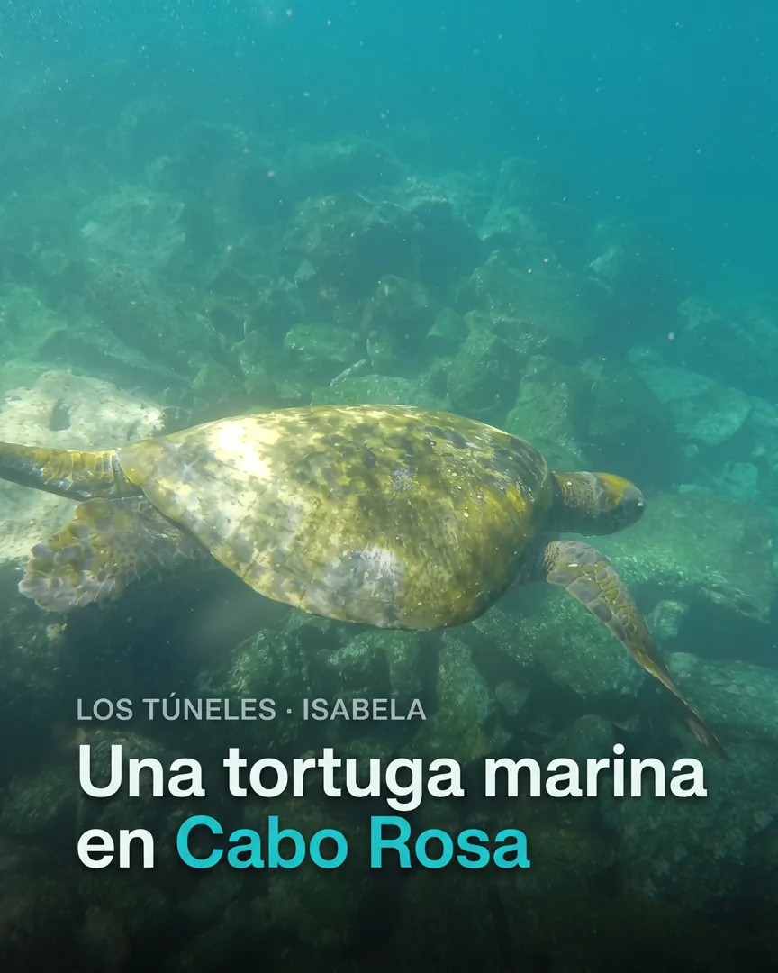 A post headlined “Una tortuga marina en Cabo Rosa” over a sea turtle underwater, written in Spanish.