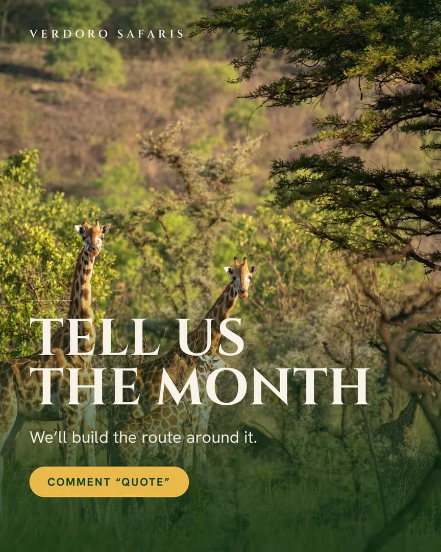 Giraffes standing among acacia trees in warm evening light on a Ugandan hillside.