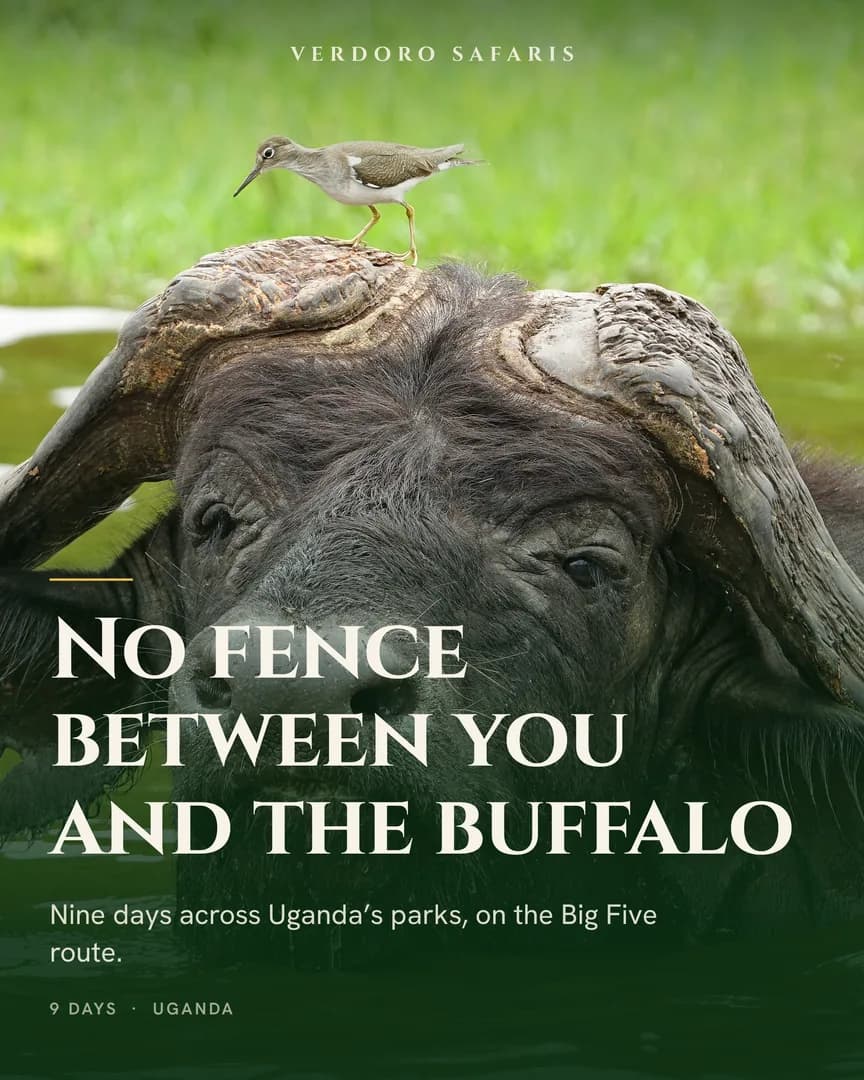 A cape buffalo standing chest-deep in green water with a small bird perched on its head.